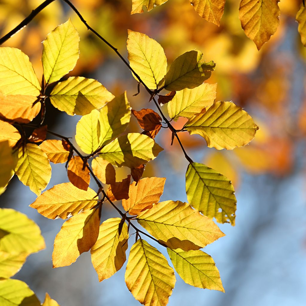 Hêtre commun - Fagus sylvatica