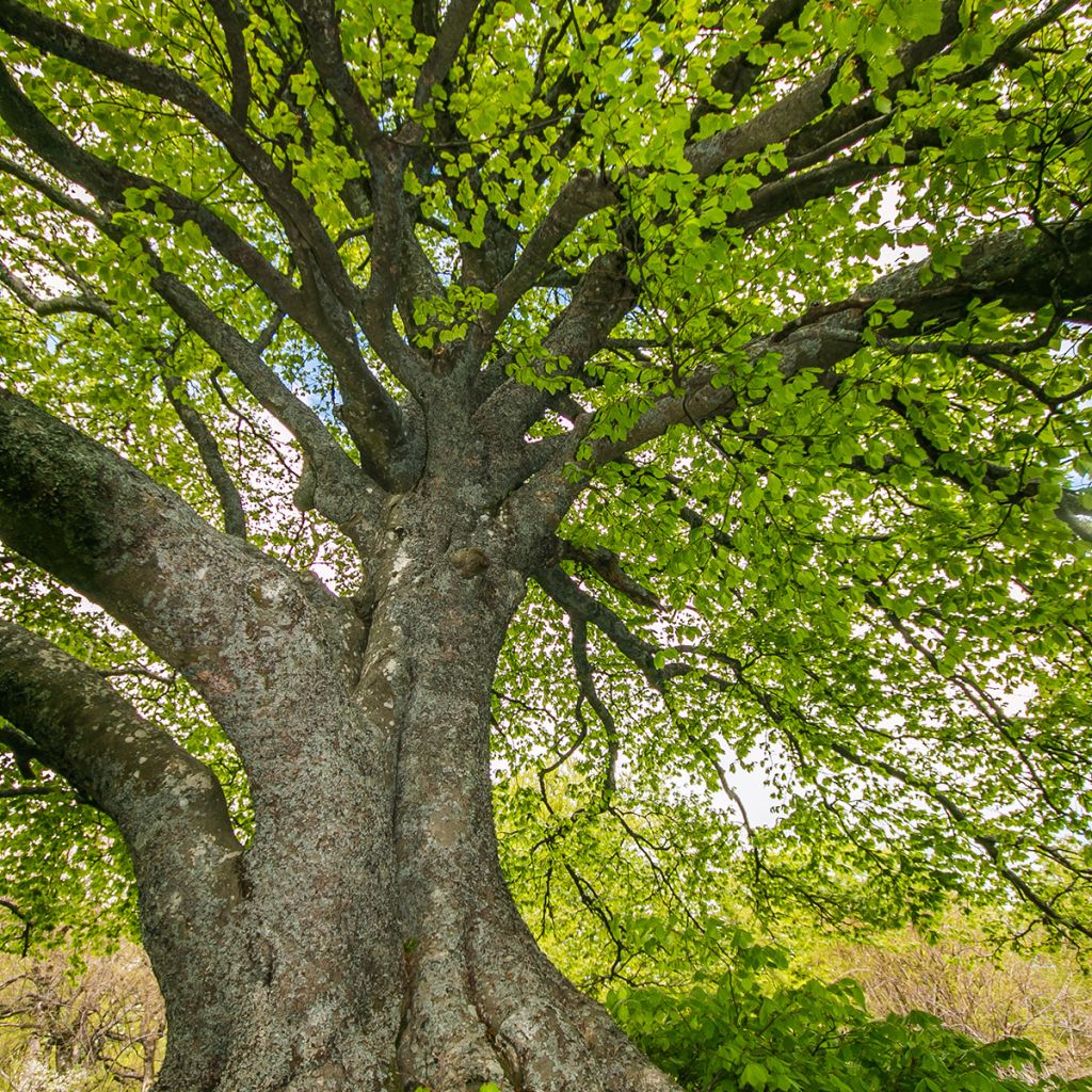 Hêtre commun - Fagus sylvatica