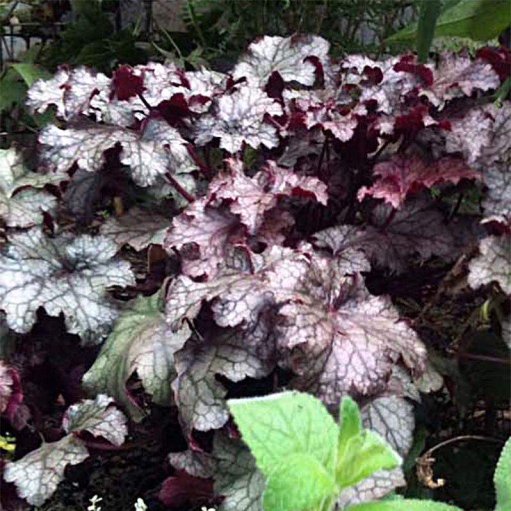 Heuchère - Heuchera Amethyst Myst