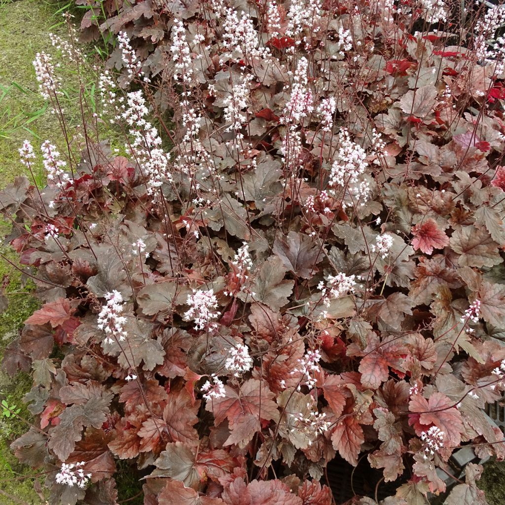 Heucherella Berry Fizz