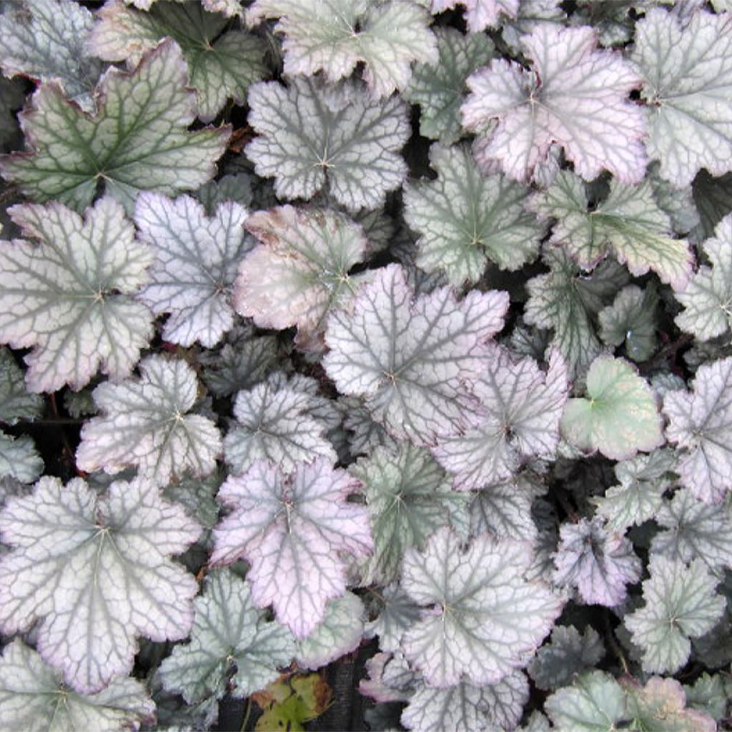 Heuchera Frosted Violet