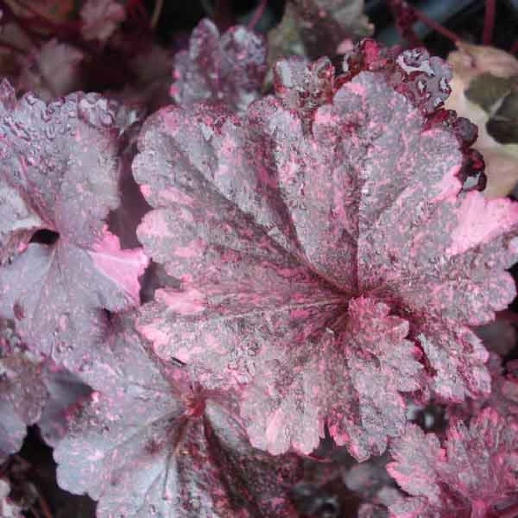 Heuchère - Heuchera Midnight Rose