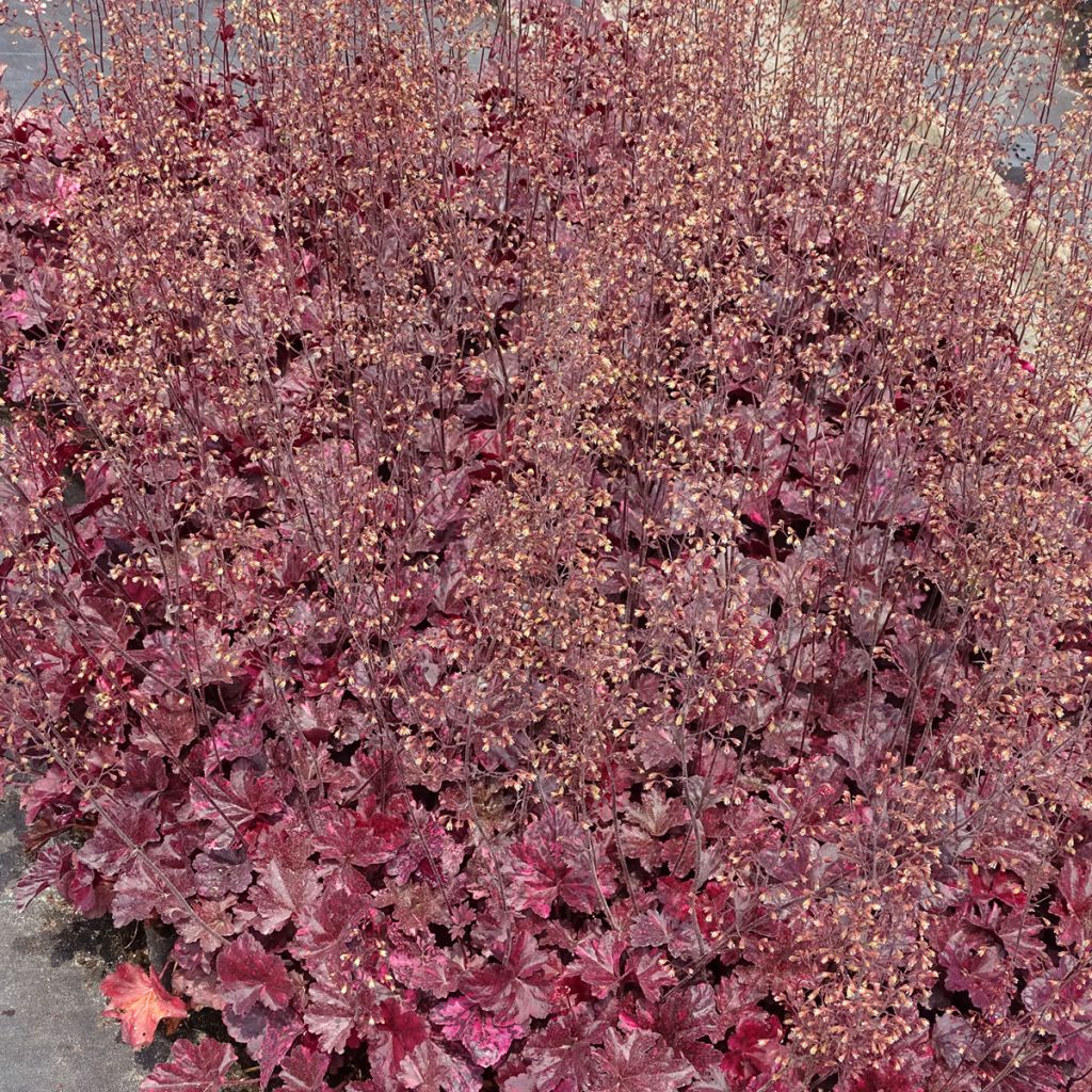 Heuchère - Heuchera Midnight Rose