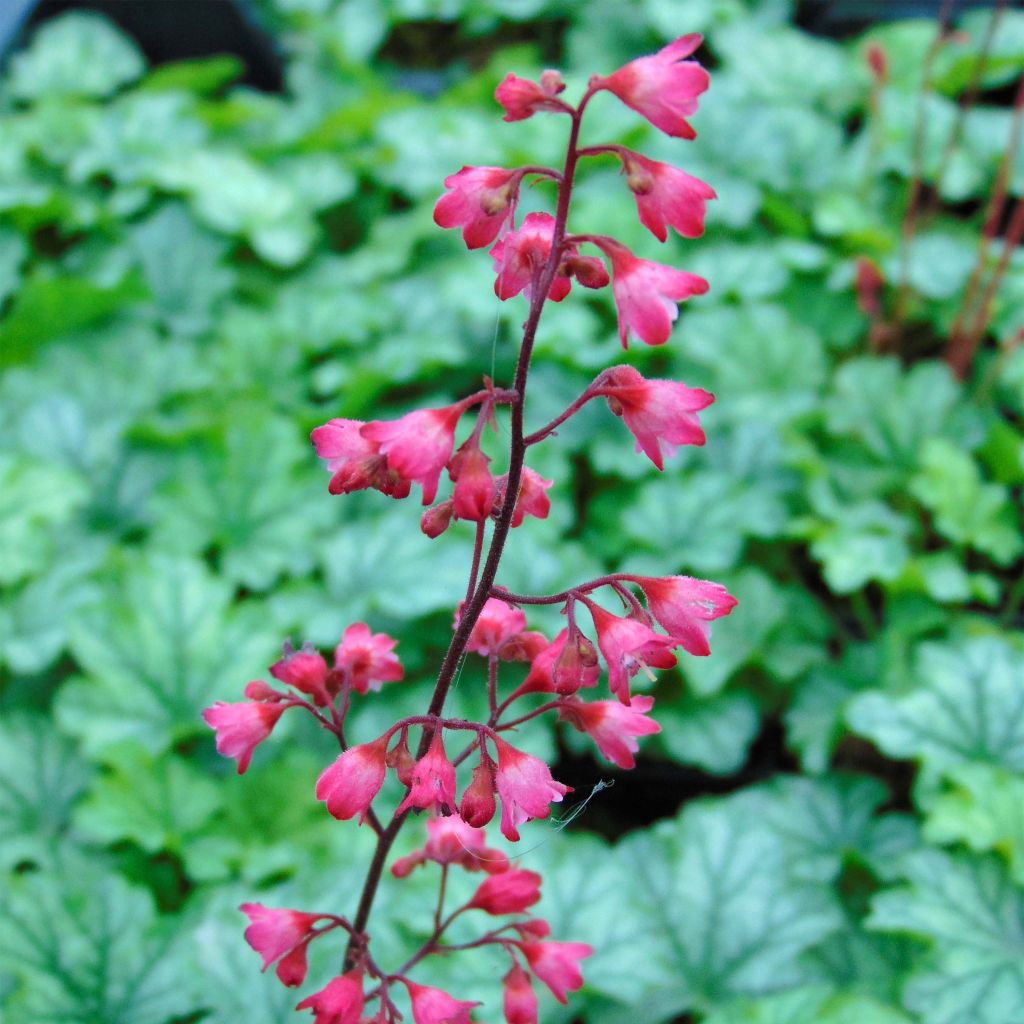 Heuchera Paris