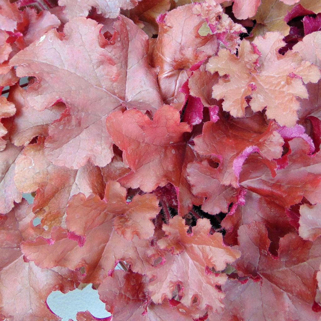 Heuchère - Heuchera Red Sea®