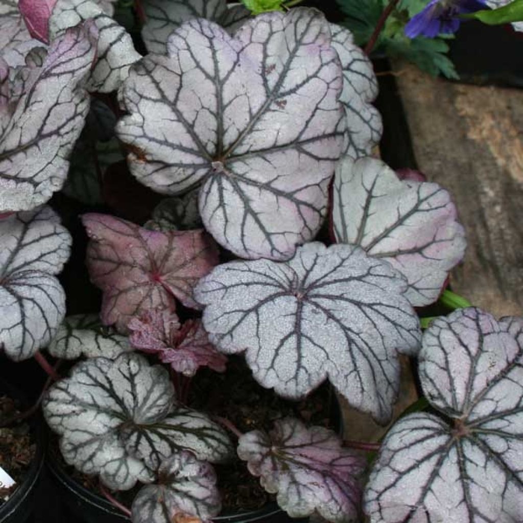 Heuchère - Heuchera Sugar Plum