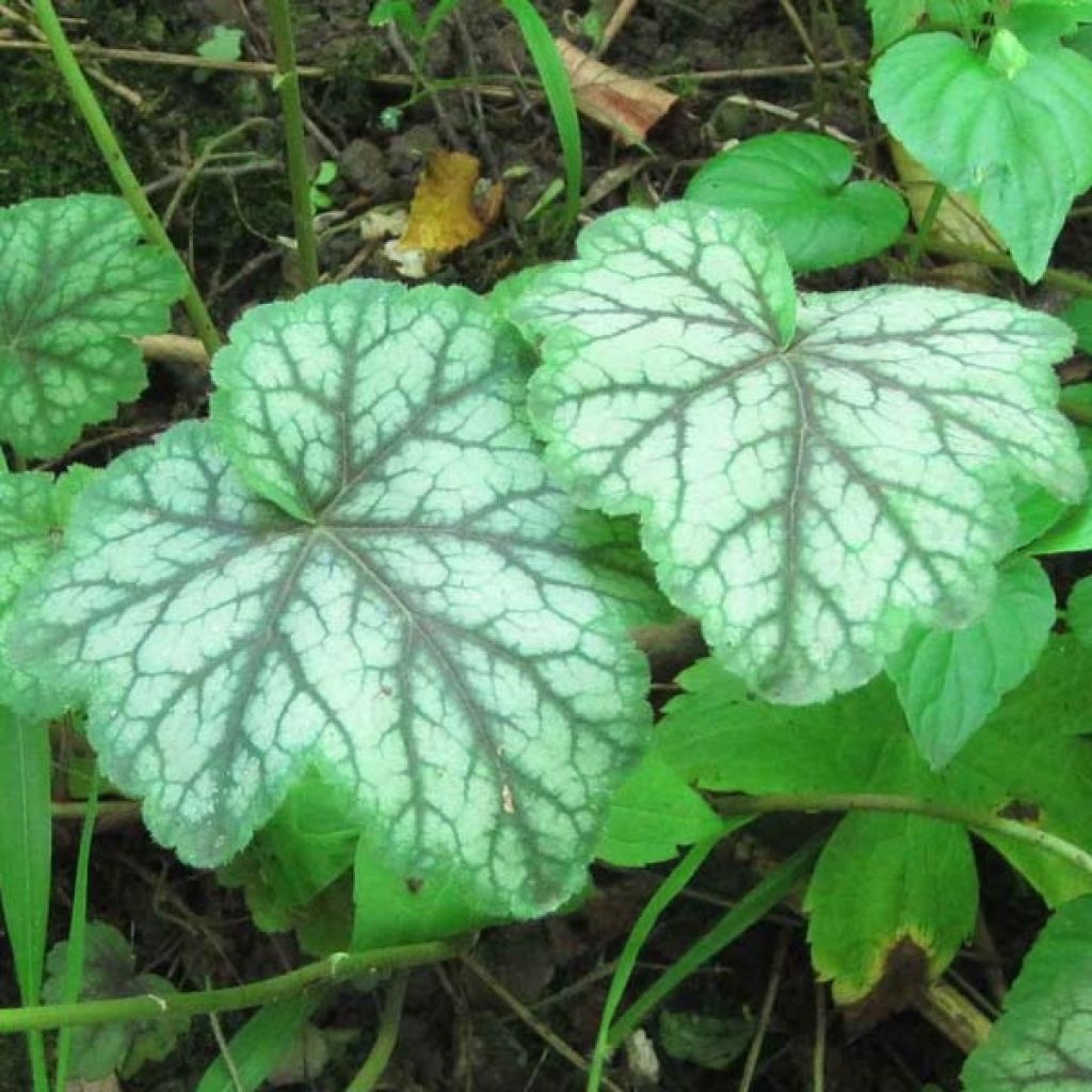 Heuchère - Heuchera americana Dales Strain