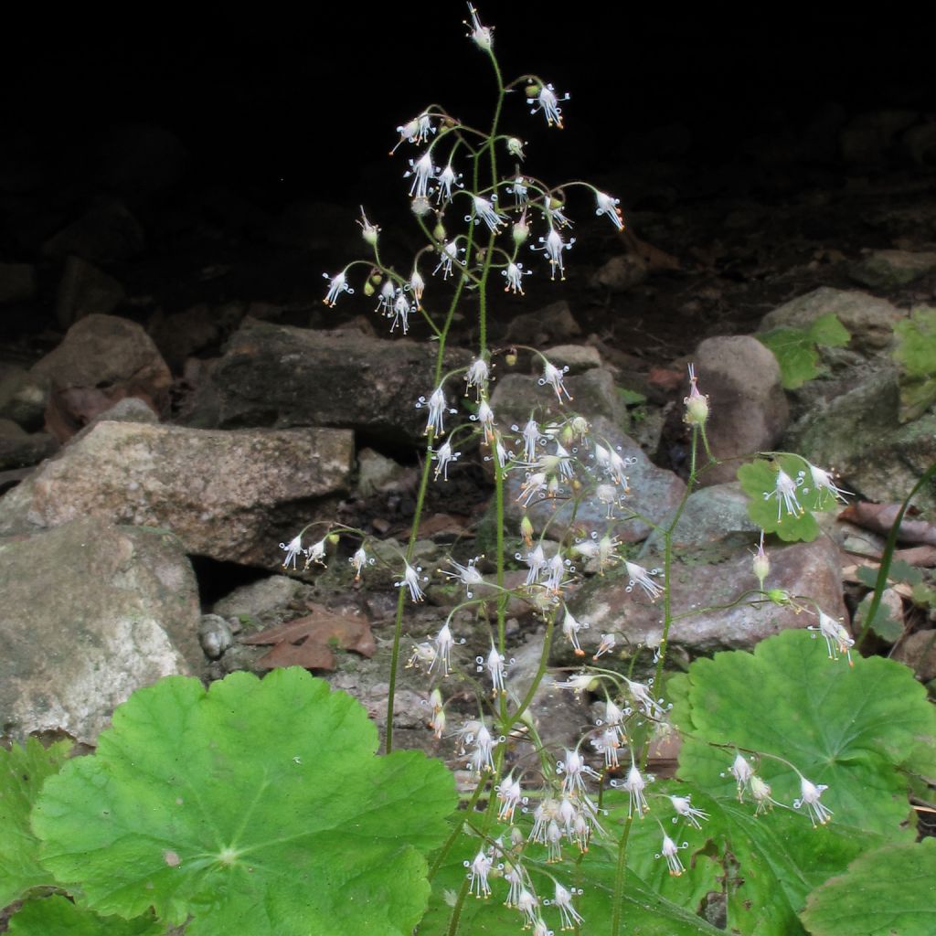 Heuchère, Heuchera parviflora var. nivalis