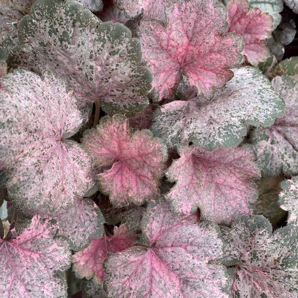 Heuchera Pinky Panky - Heuchère