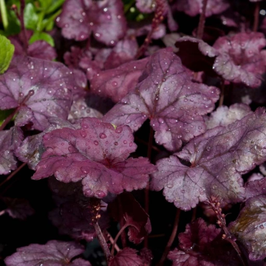 Heuchera Plum Royale