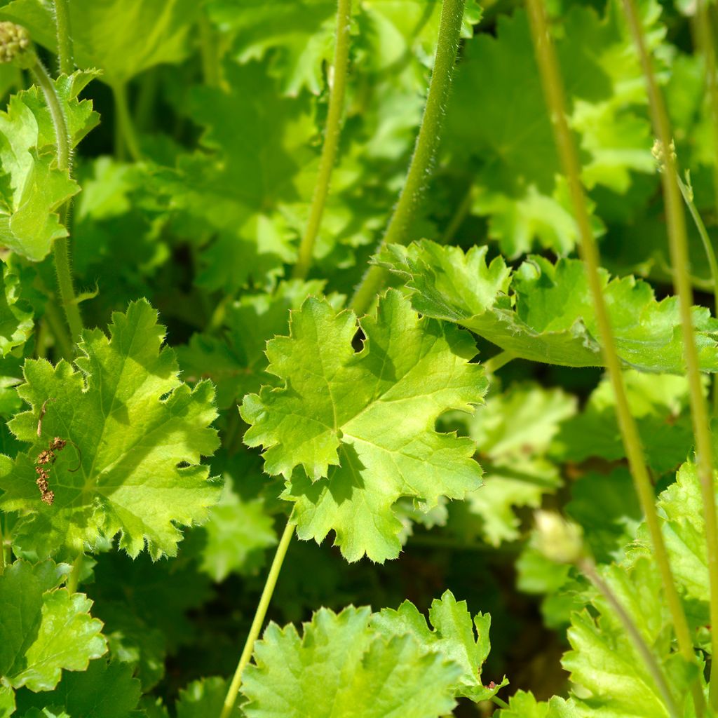 Heuchera Apple Crisp