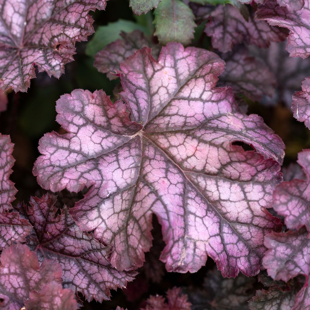 Heuchera Chocolate Ruffle