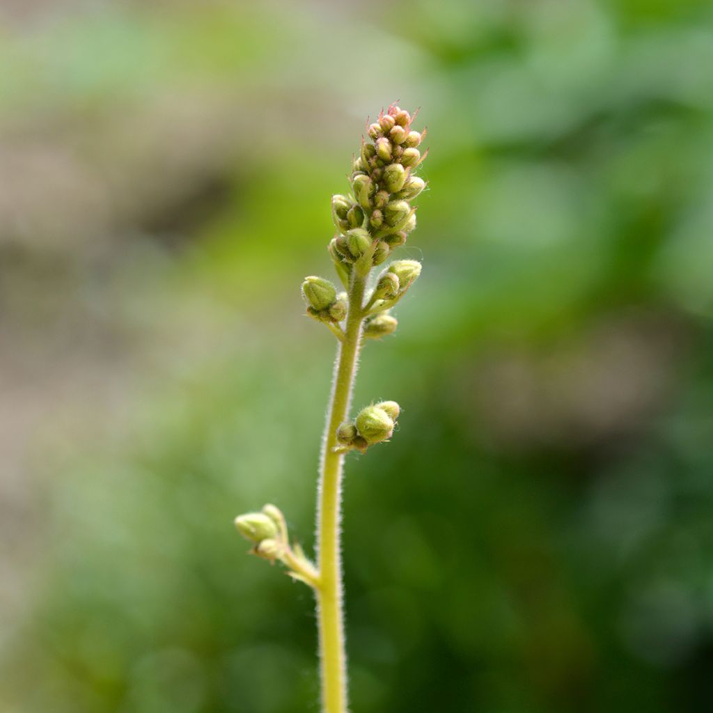 Heuchera Electric Lime