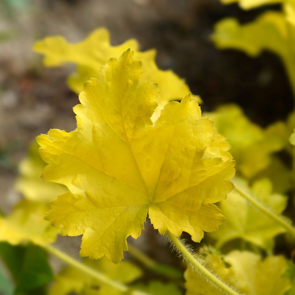 Heuchera Electric Lime