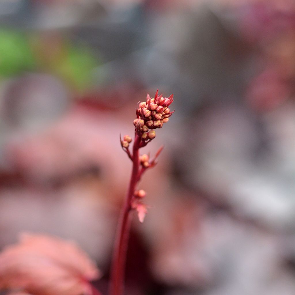 Heuchera Fire Chief