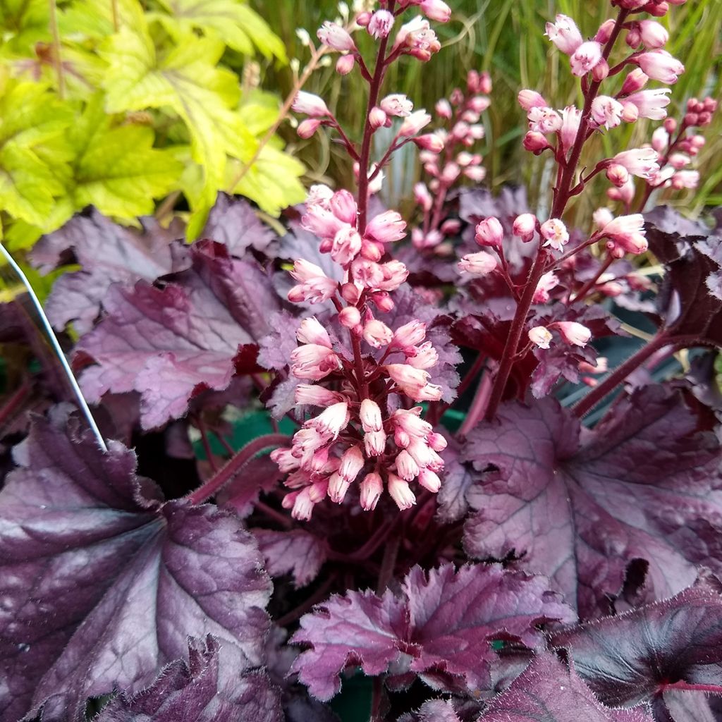 Heuchera Forever Purple