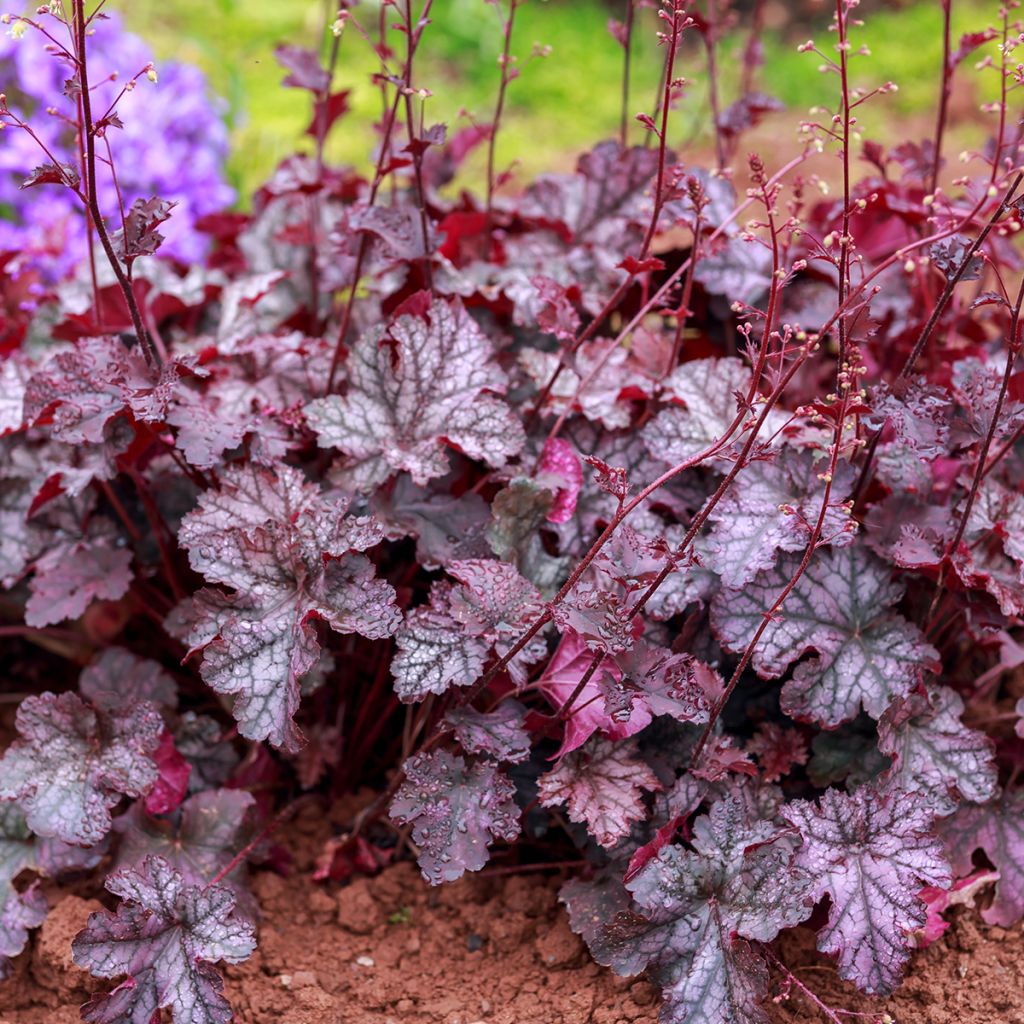 Heuchera Georgia Plum