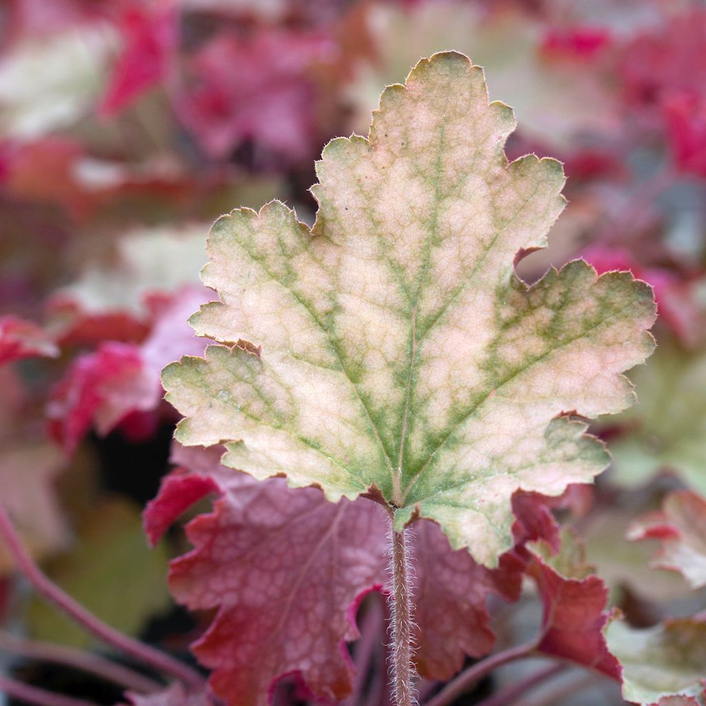 Heuchera Ginger Peach