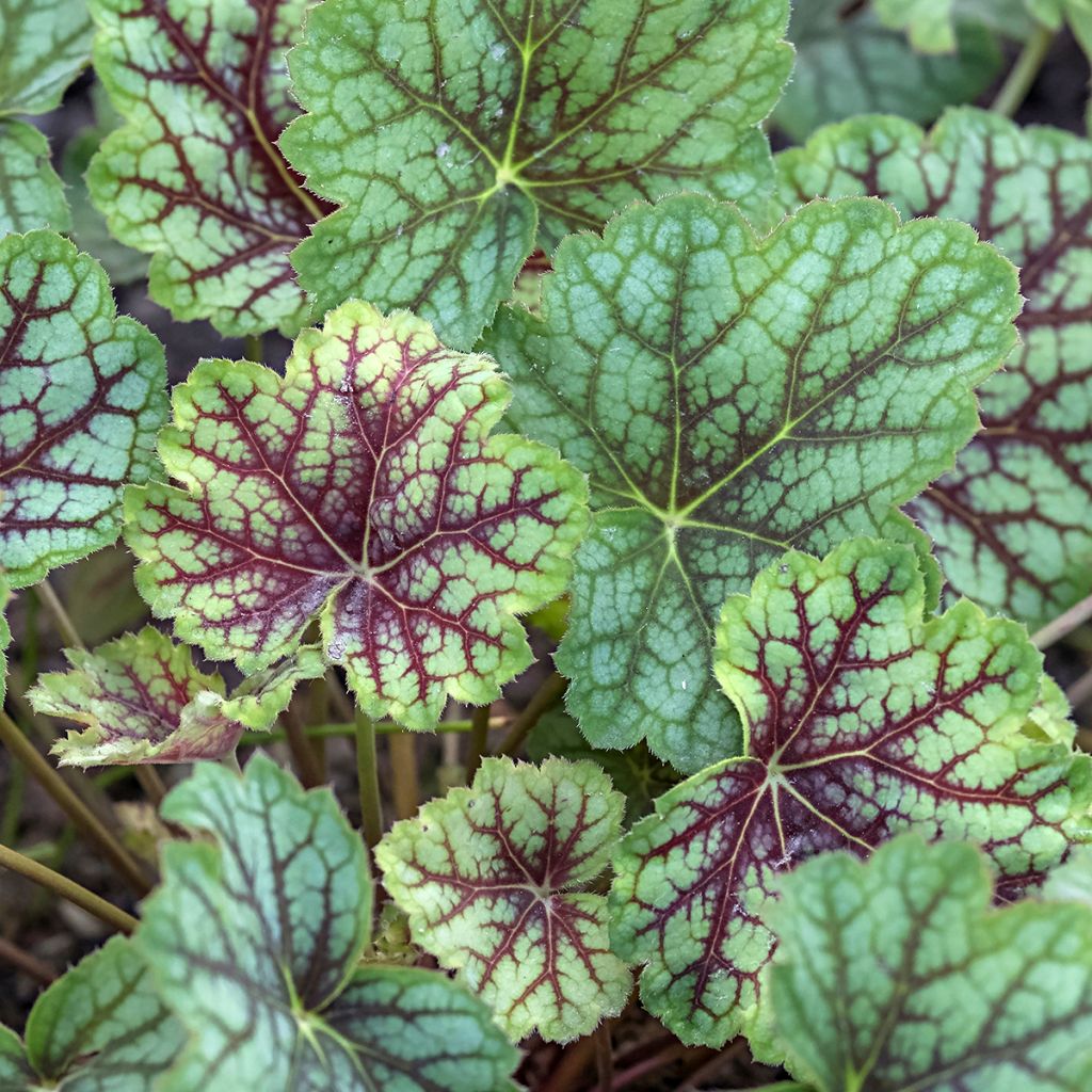 Heuchera Green Spice