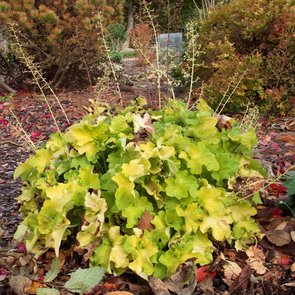 Heuchera Guacamole