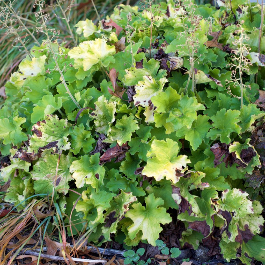 Heuchera Guacamole