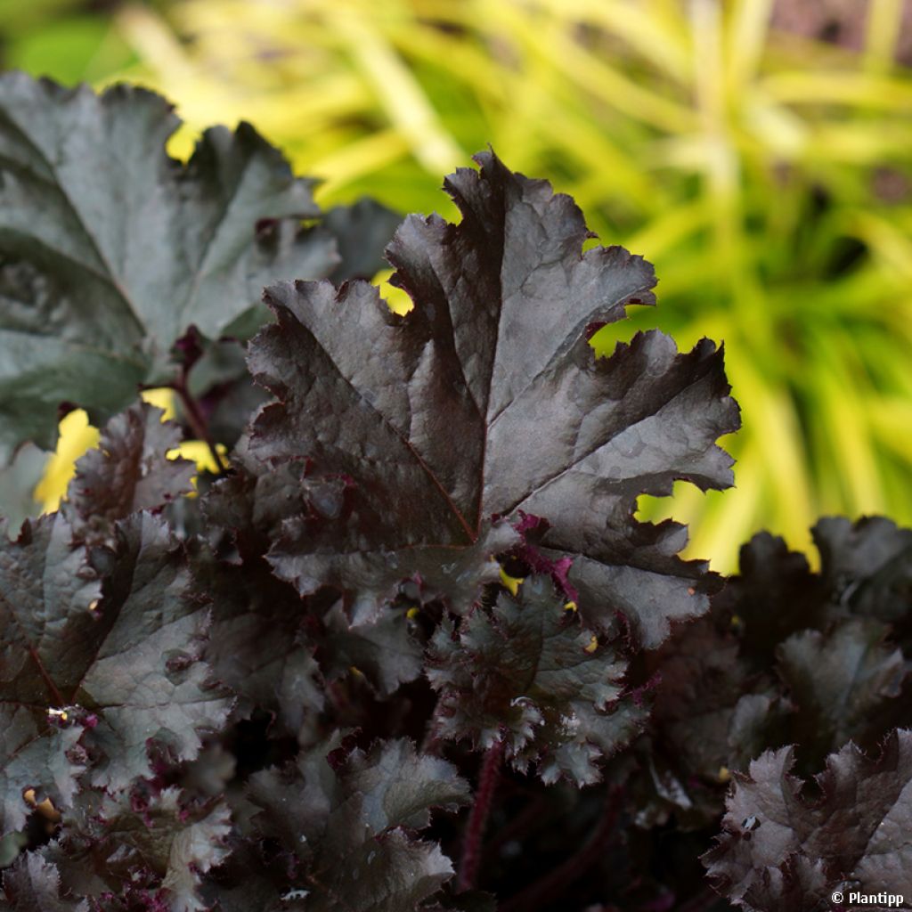 Heuchère - Heuchera L. Dark Secret