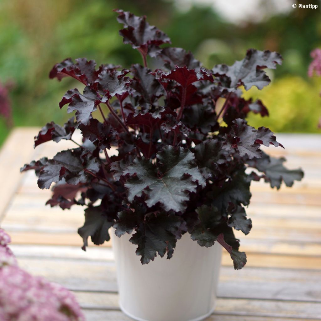 Heuchère - Heuchera L. Dark Secret