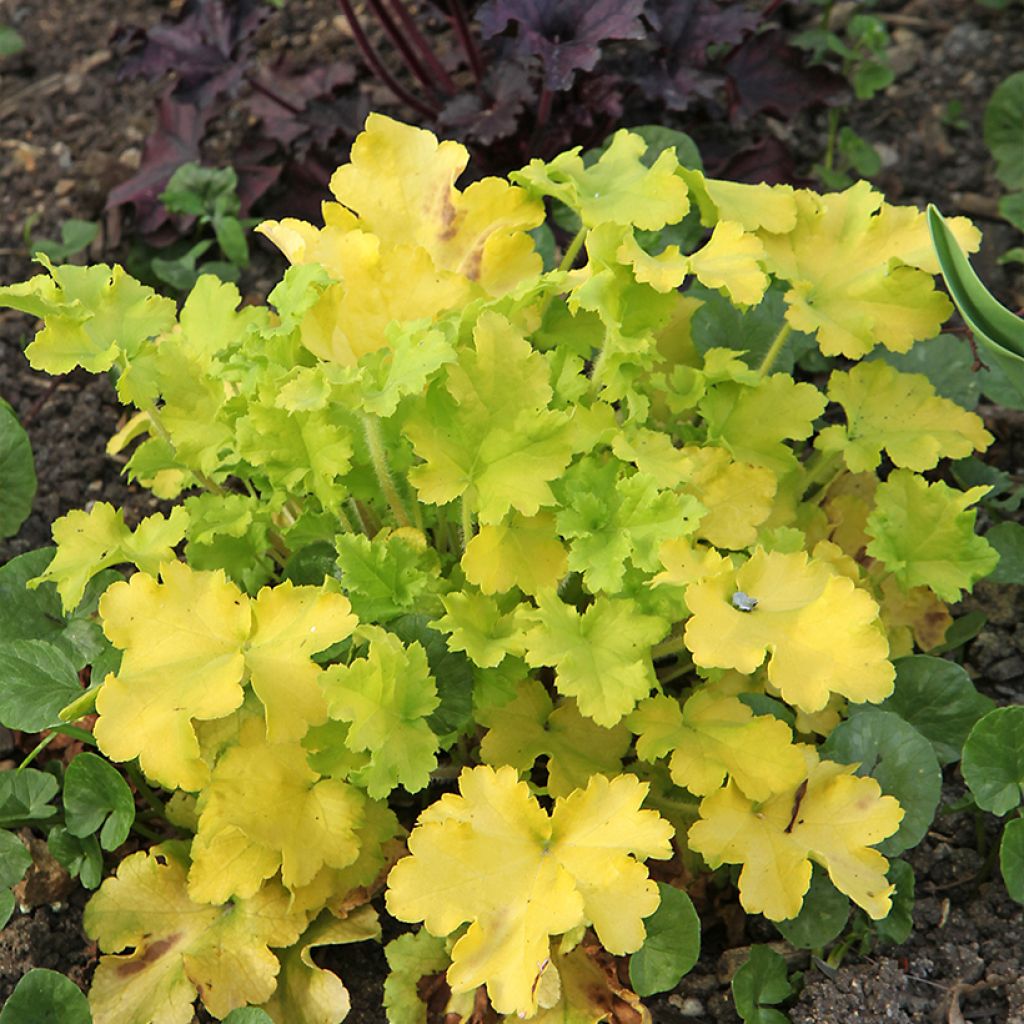 Heuchera Lime Marmalade