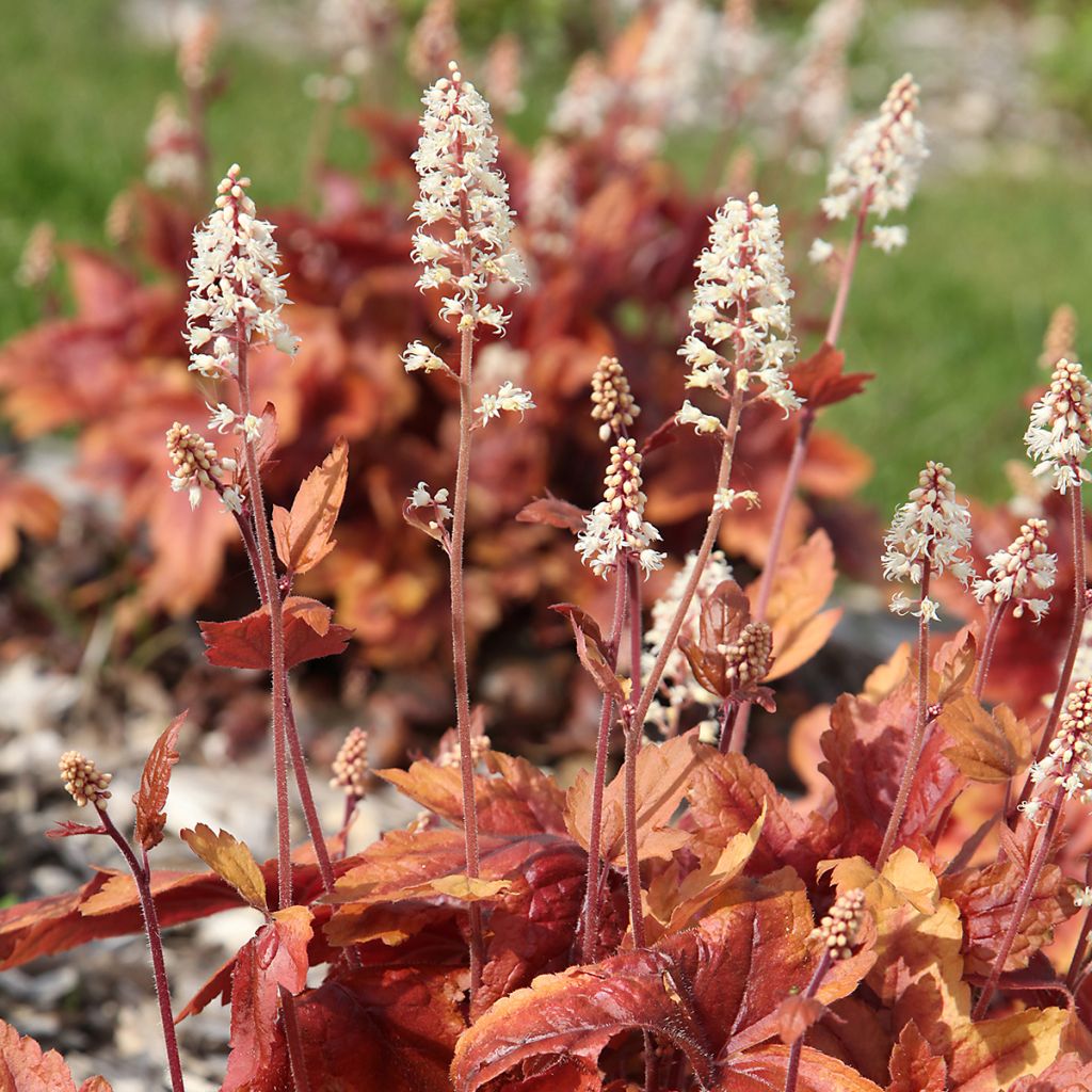 Heuchera Marmelade