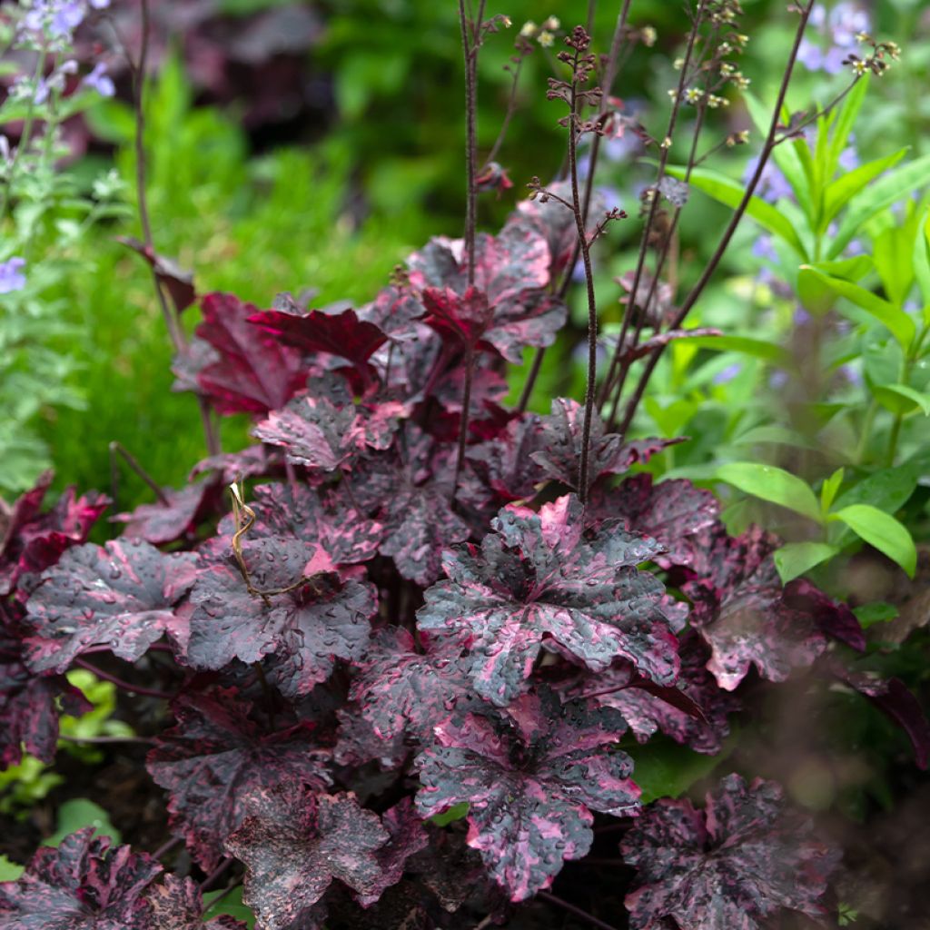 Heuchera Midnight Rose