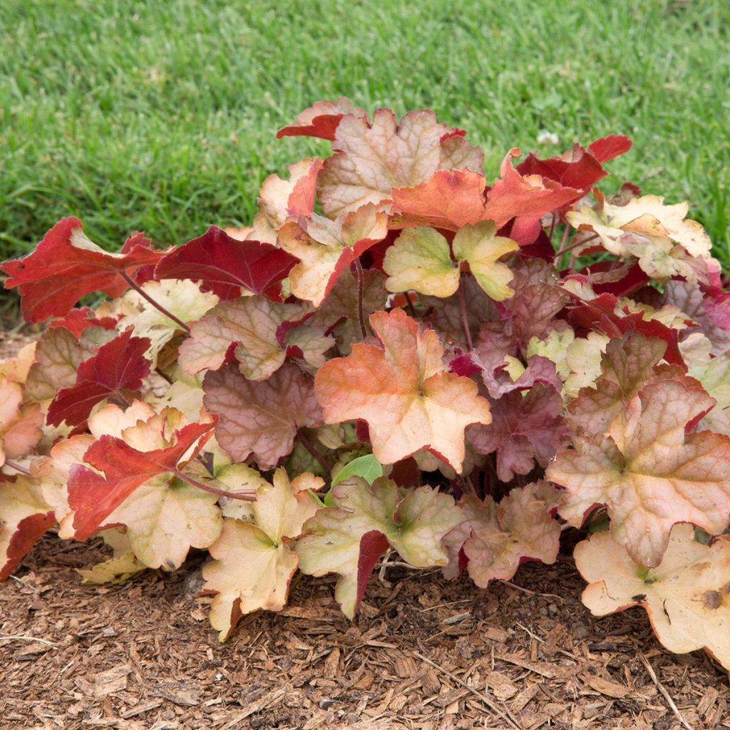 Heuchera Pinot Gris