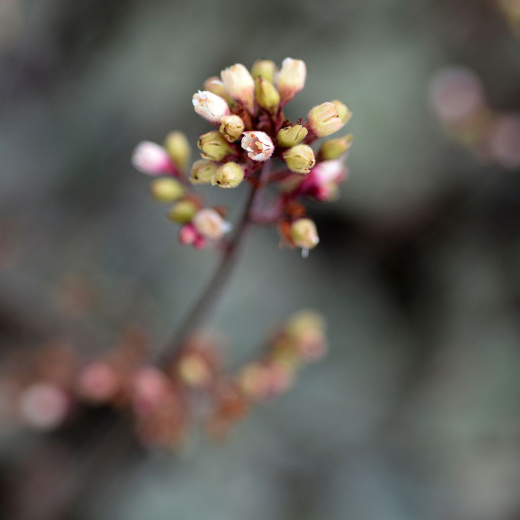 Heuchera Prince of Silver