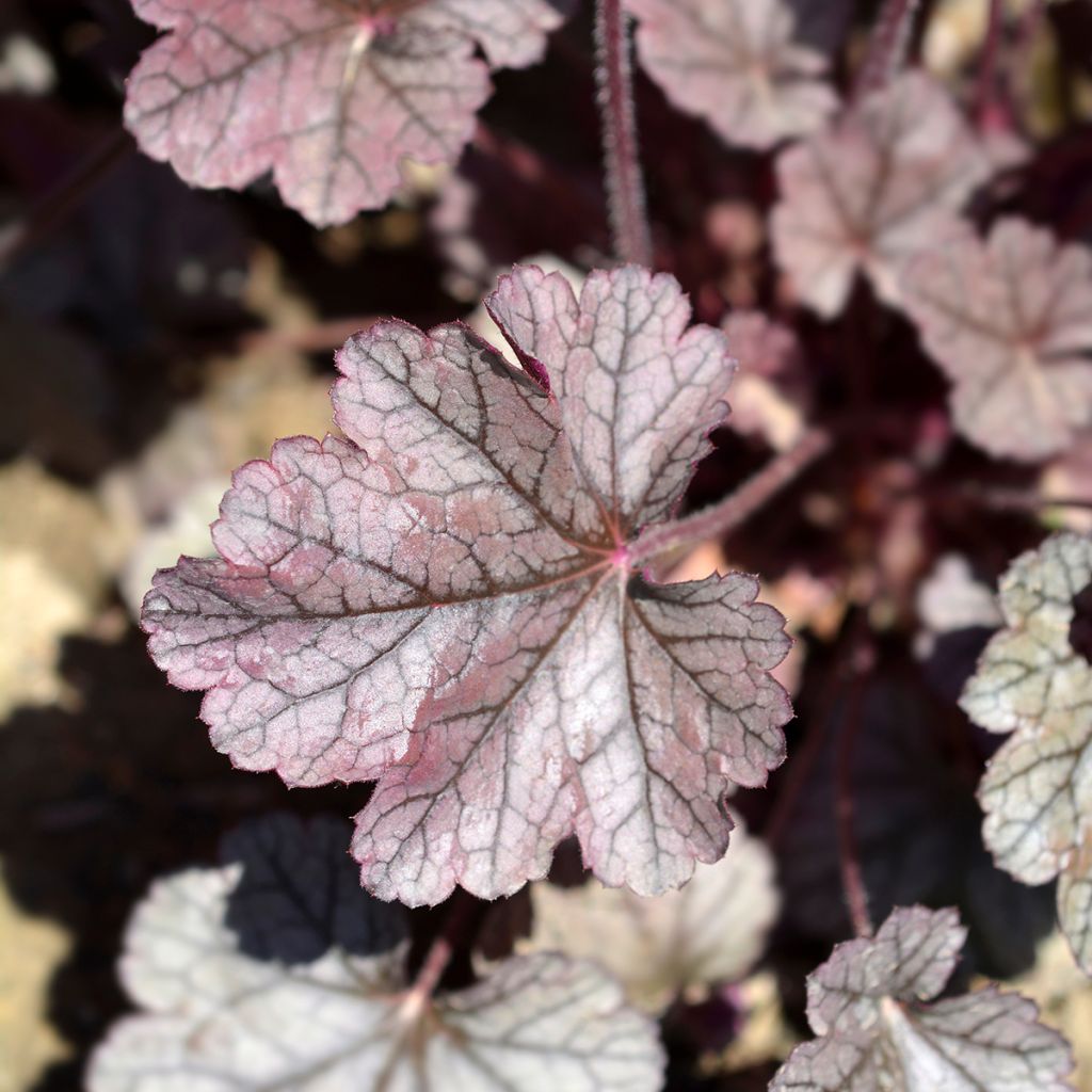 Heuchera Prince of Silver