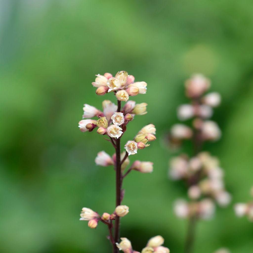 Heuchera Prince of Silver