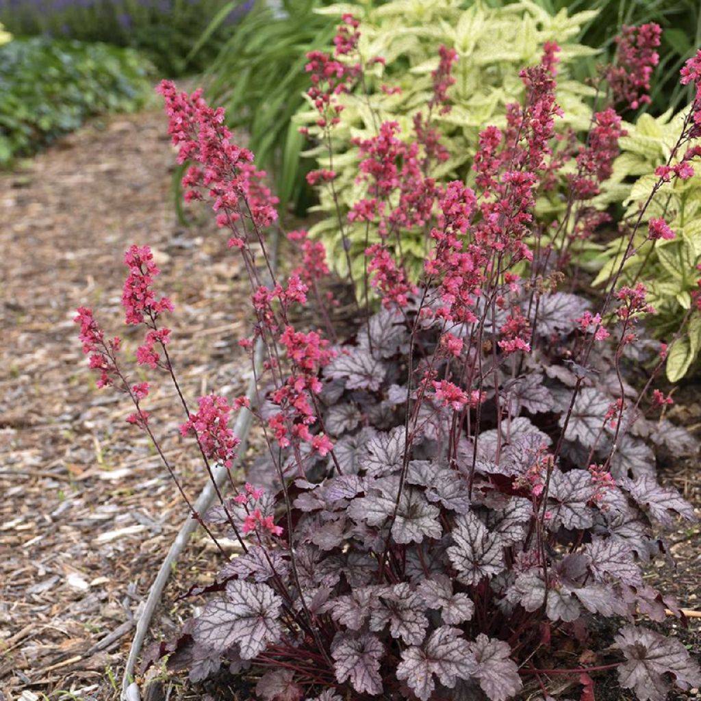 Heuchère - Heuchera Timeless Treasure