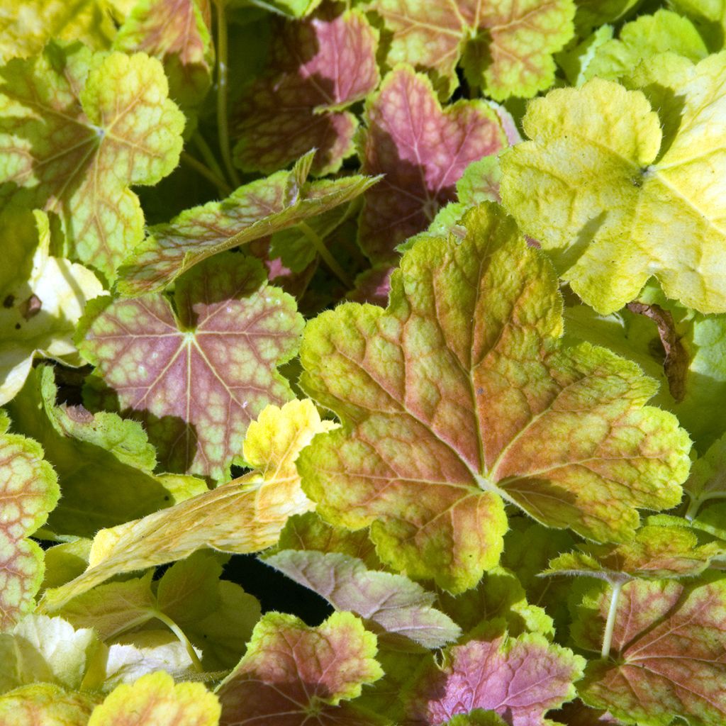 Heuchera Tiramisu