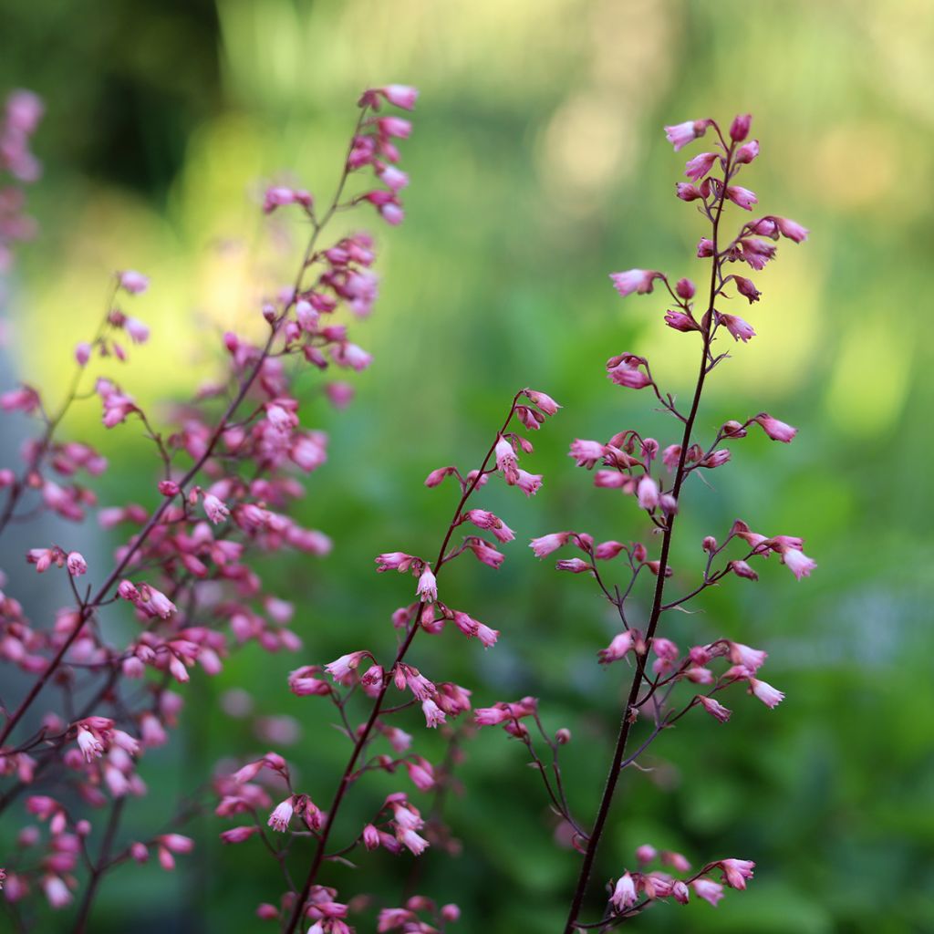 Heuchera Wild Rose