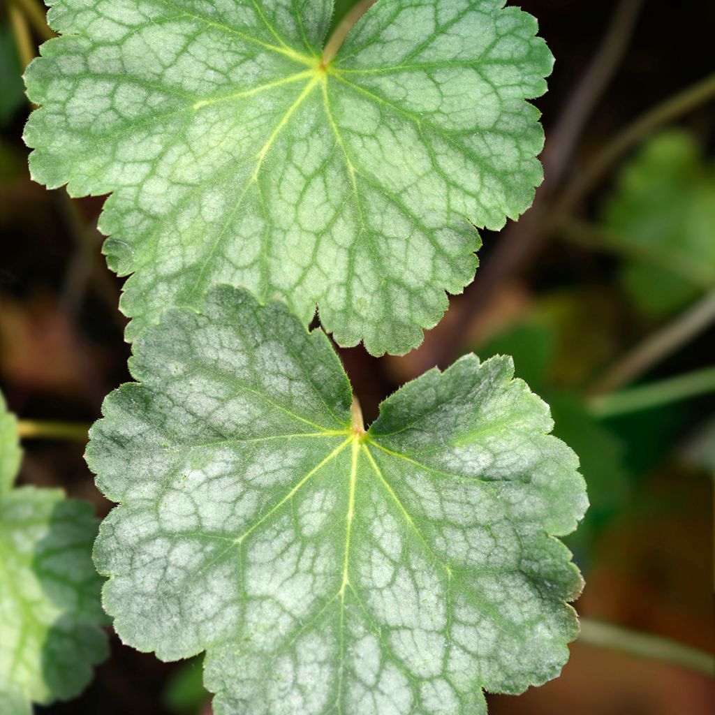 Heuchera americana Dale's Strain