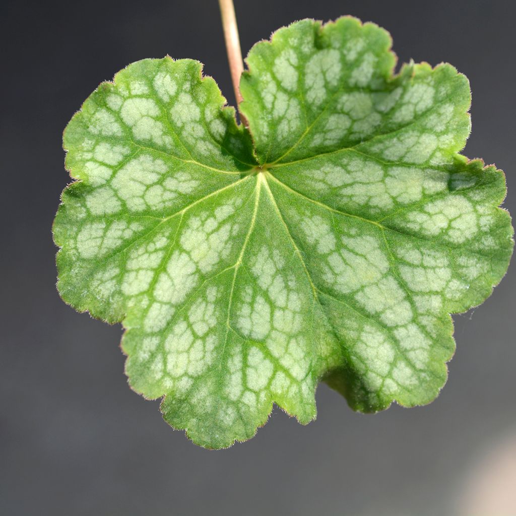 Heuchera americana Dale's Strain