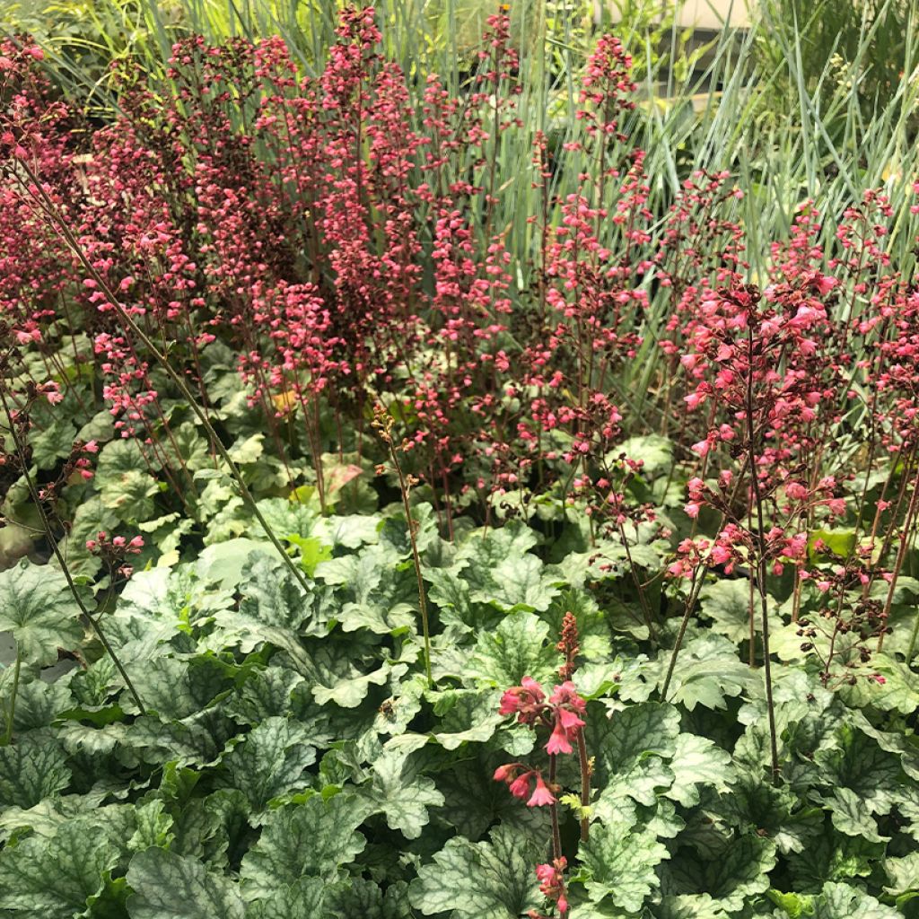 Heuchera Paris