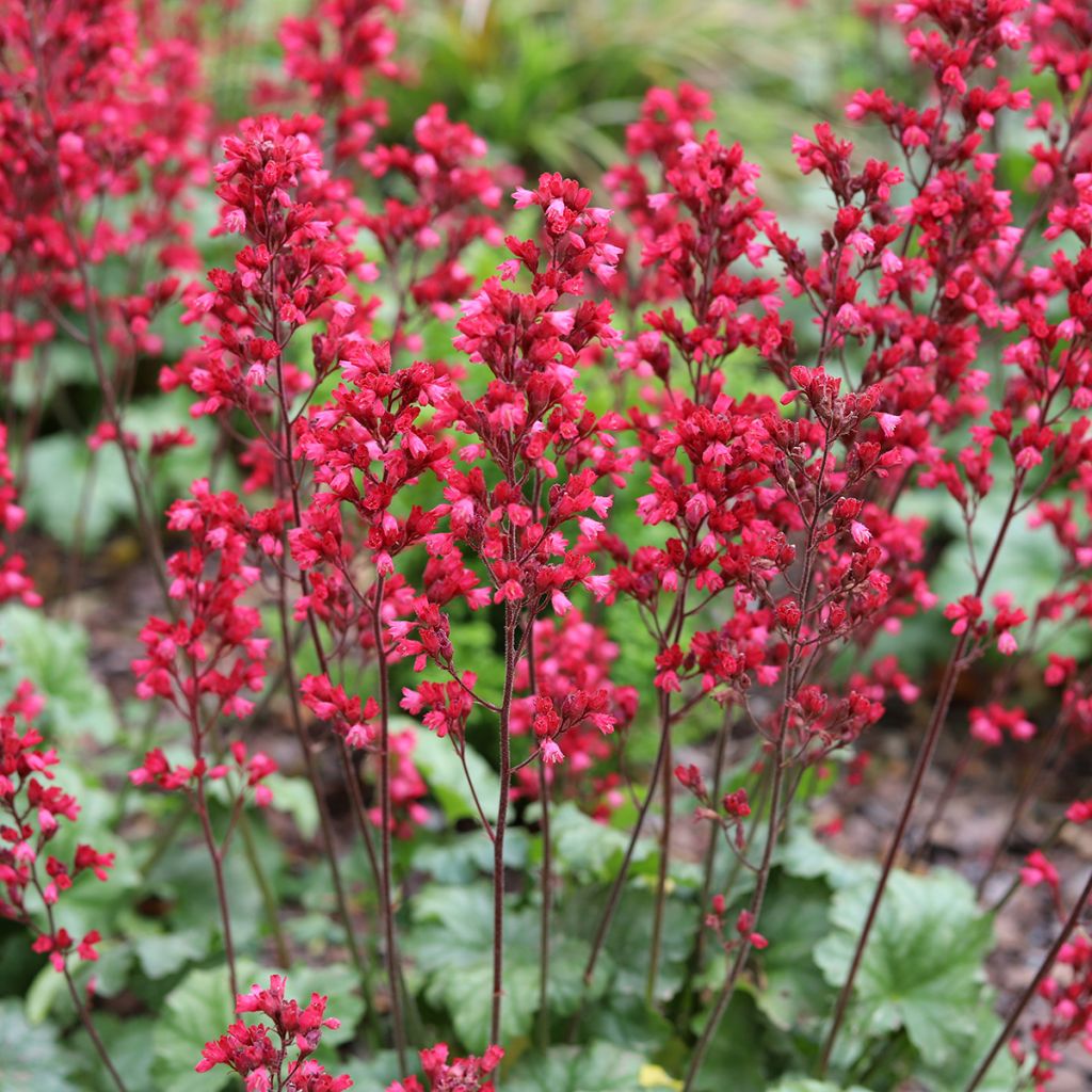 Heuchera Paris