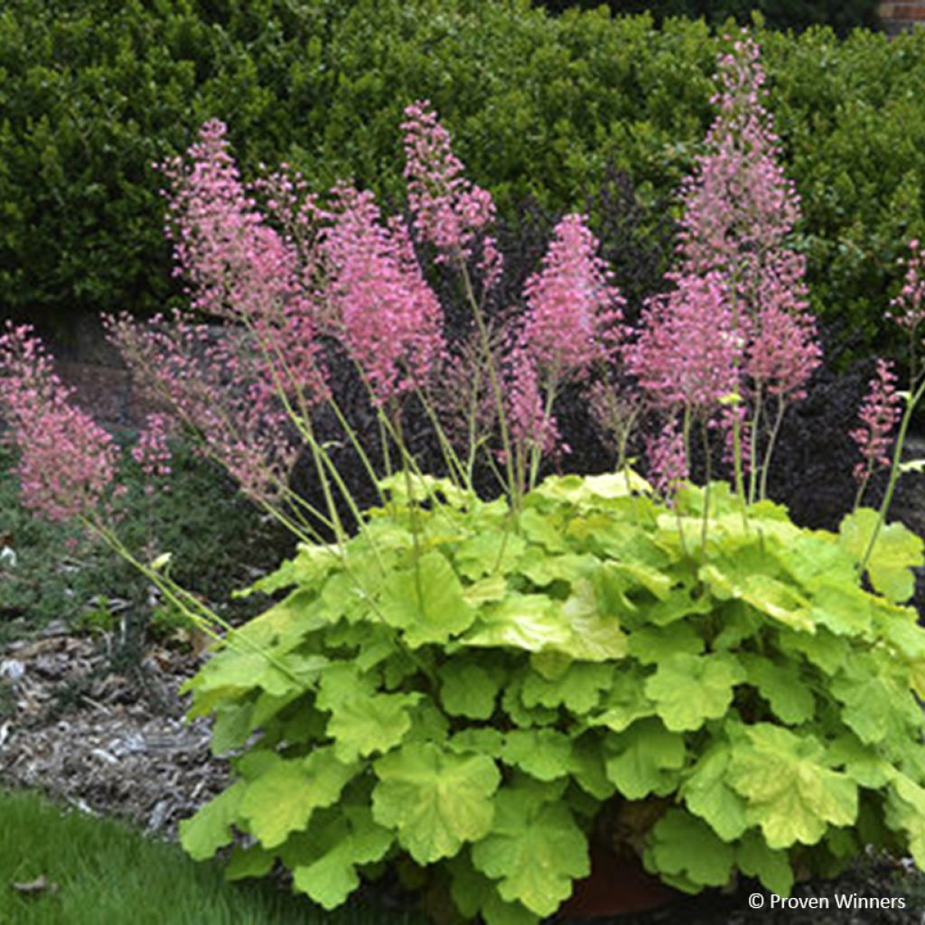 Heuchera Pretty Pistachio