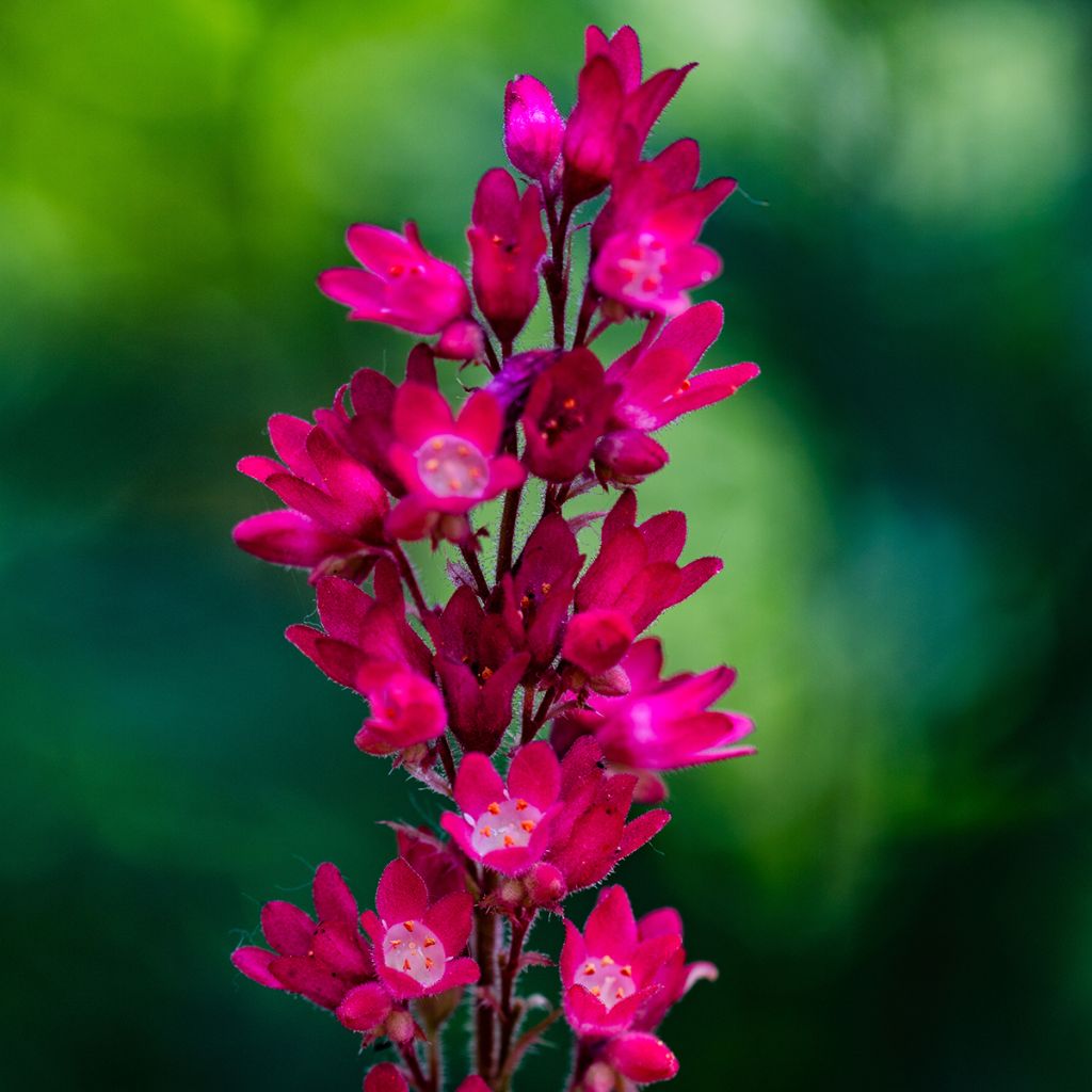 Heuchera sanguinea Leuchtkäfer - Campane di corallo