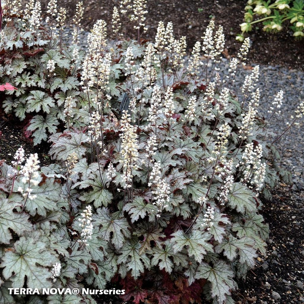 Heucherella Cracked Ice