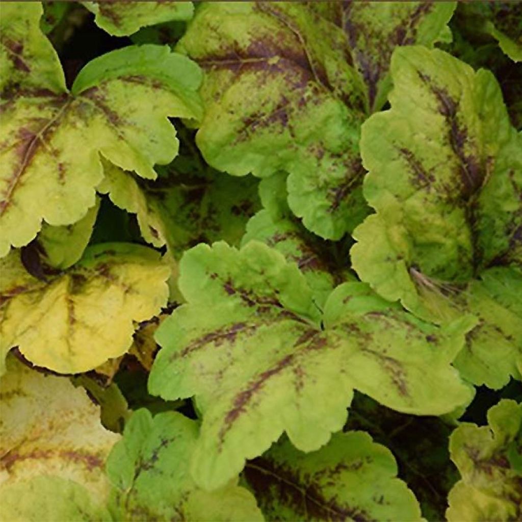 Heucherella Eye Spy