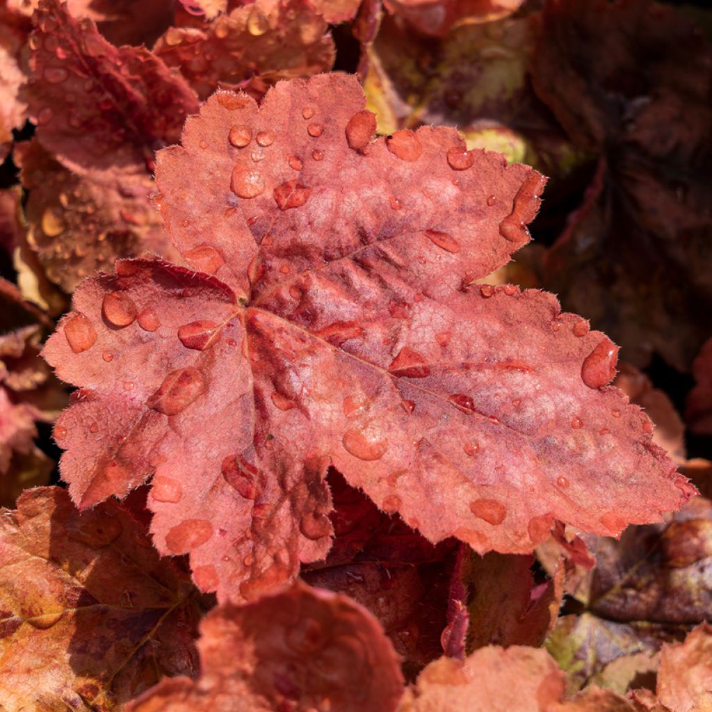 Heucherella Redstone Falls