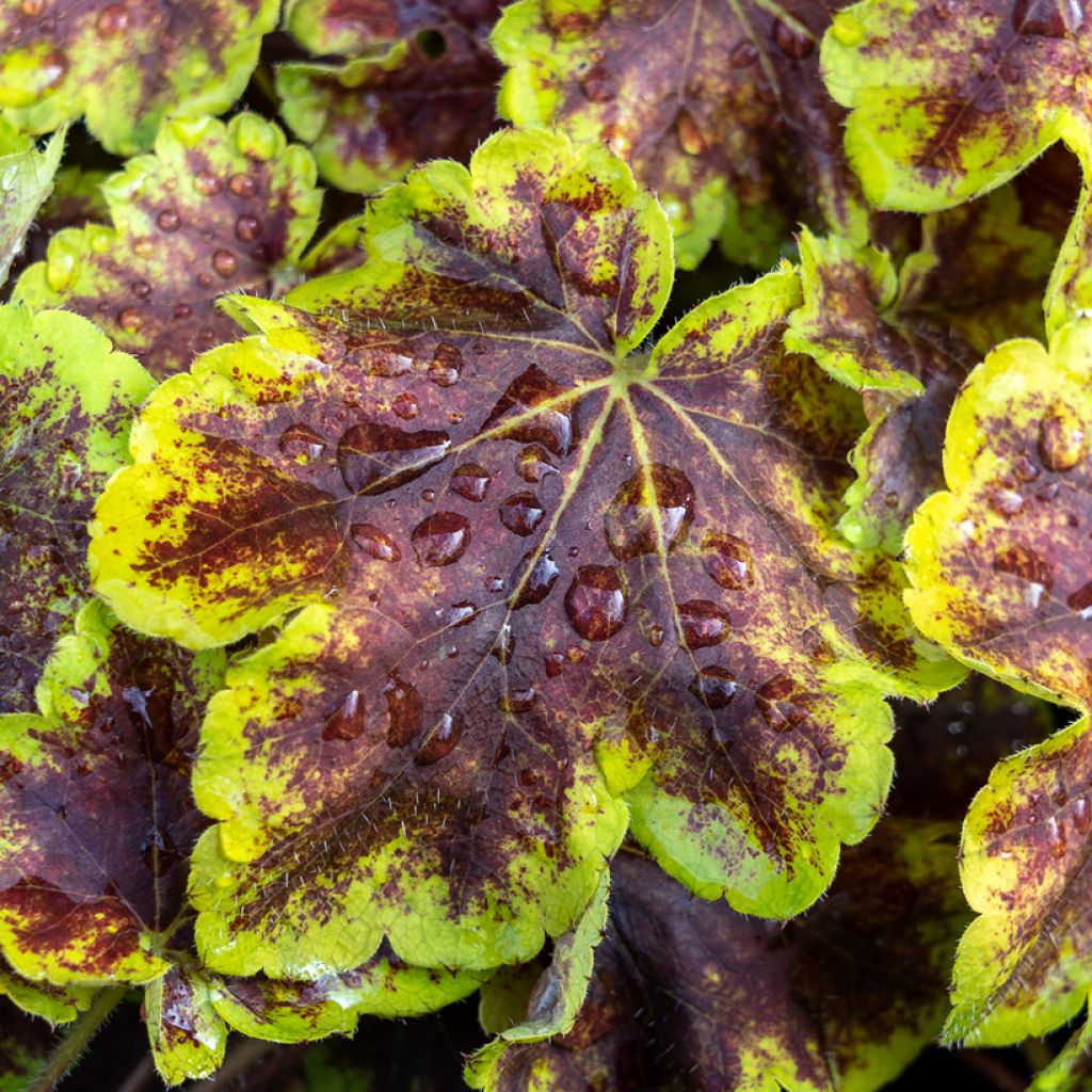 Heucherella Solar Eclipse