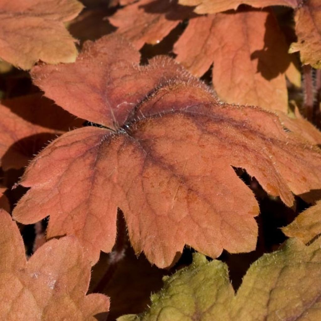 Heucherella Sweet Tea