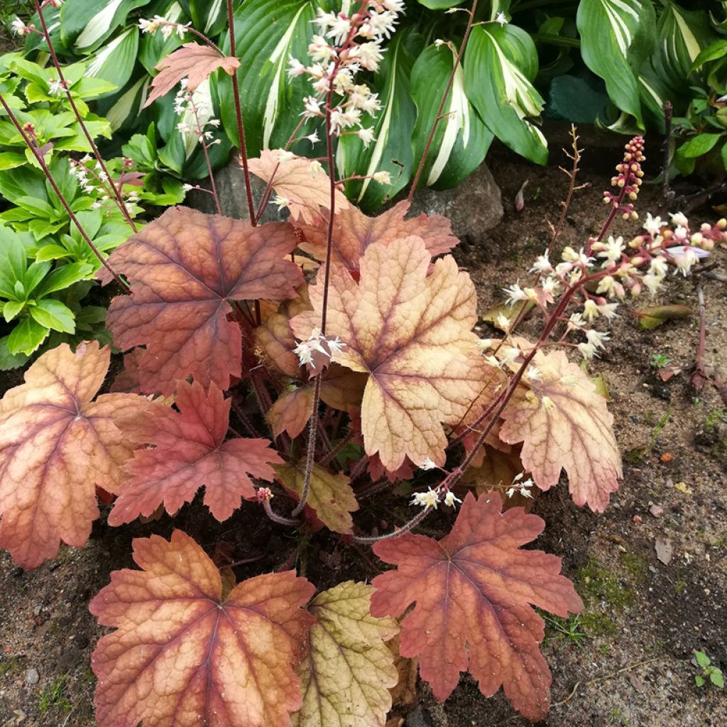 Heucherella Sweet Tea