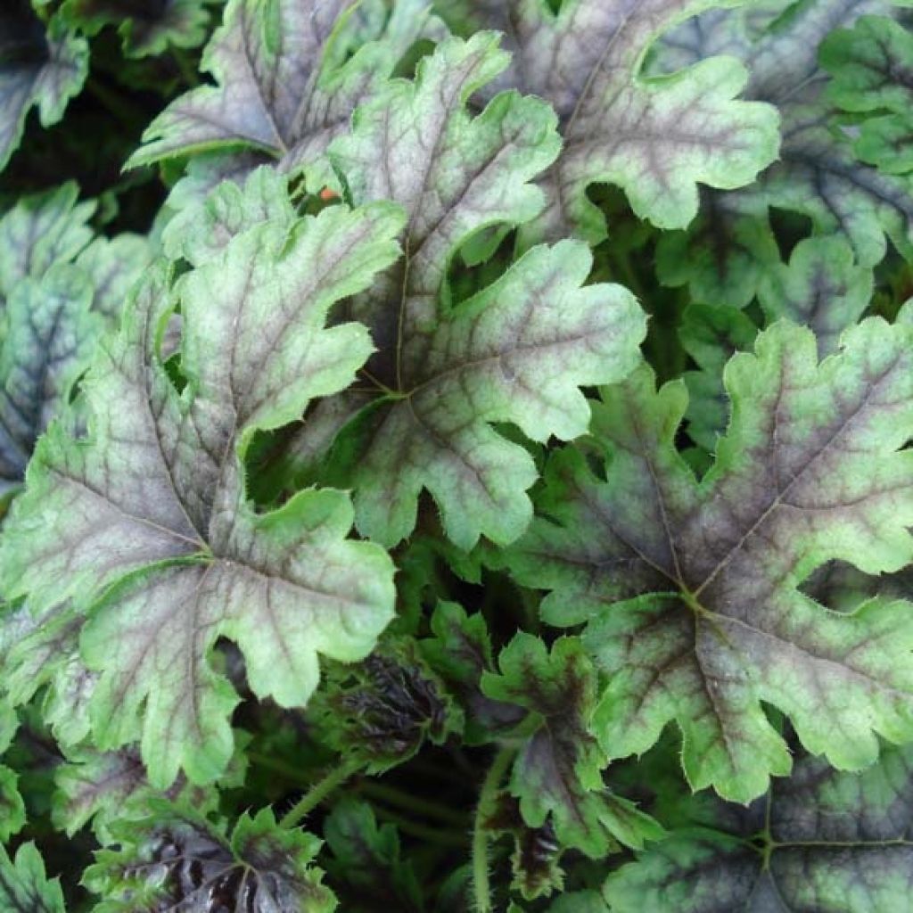 Heucherella Tapestry